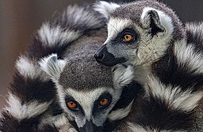 《博德之门3》或许有DLC 拉瑞安想做更多内容